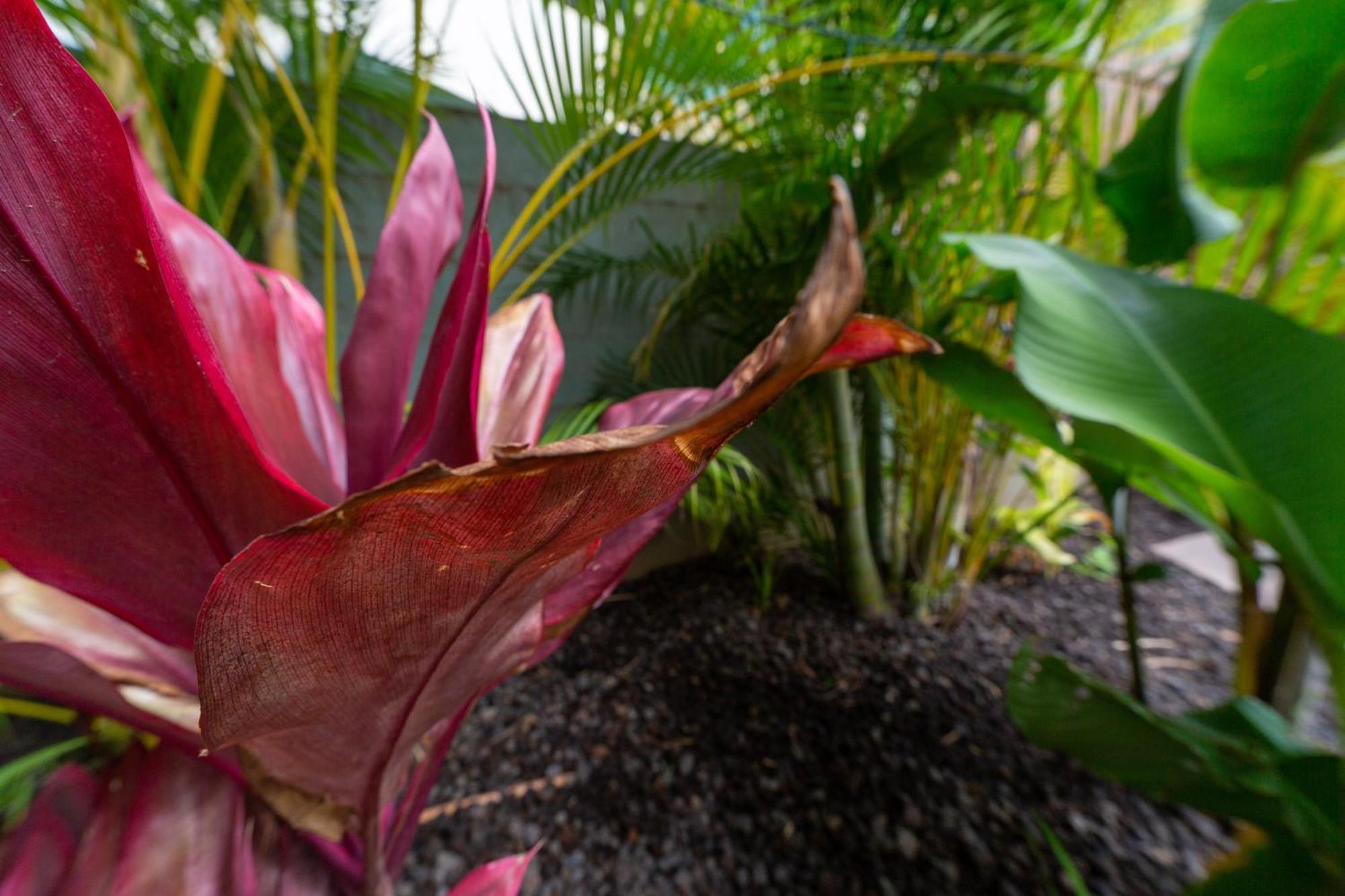 Bamboo Suite, 1 Bedroom, Sleeps 4, Pool & Bbq, Pre-Renovation Summer Sale Kihei Exterior foto